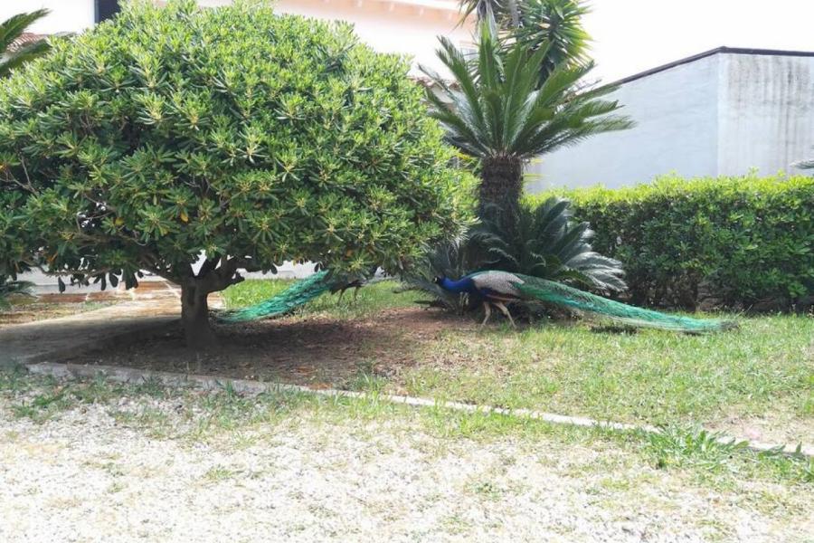 Finca Masia